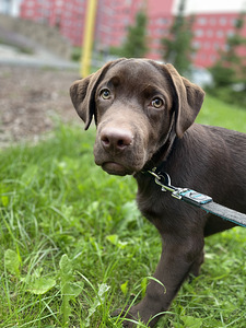 Labrador 6 kuud vana (2 foto / 4)