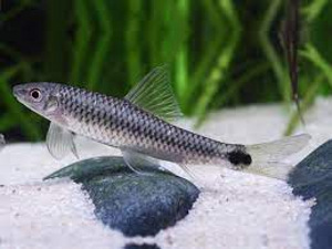 Бородоед сетчатый (Crossocheilus reticulatus) (1 фото из 1)