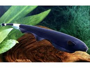 Черный нож (Apteronotus albifrons)