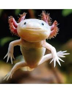 Aksolotl kuldne (Ambystoma mexicanum) (1 foto / 1)