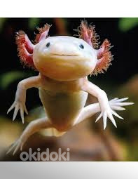 Аксолотль золотой ( Ambystoma mexicanum)