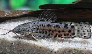 Säga Tarakatum (Hoplosternum thoracatum)