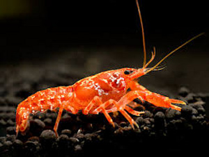 Карликовый оранжевый рак (Cambarellus patzcuarensis)