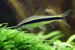 Сиамский водорослеед (Crossocheilus siamensis) (1 фото из 1)