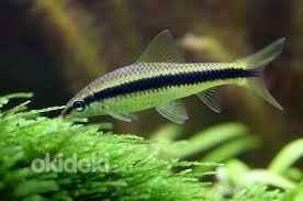 Сиамский водорослеед (Crossocheilus siamensis)