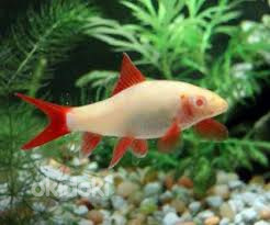 Лабео френатус альбинос (Labeo frenatus albino)
