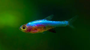 Axelrodi sinine rasbora (Sundadanio axelrodi Blue) (1 foto / 1)