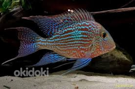 Geophagus sveni (Geophagus sveni)