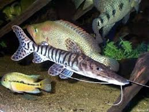 Triibuline pseudoplatystoma (Tiger shovelnose catfish) (1 foto / 1)