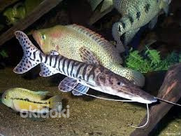 Псевдоплатистома полосатая (Tiger shovelnose catfish)