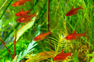 Tetra Amanda (Hyphessobrycon amandae) (1 foto / 1)