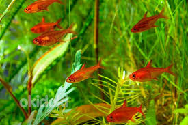 Тетра Аманда (Hyphessobrycon amandae)