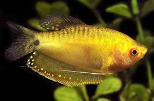 Kuldne gurami (Trichogaster trichopterus gold) (1 foto / 1)
