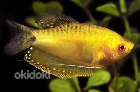Гурами золотой (Trichogaster trichopterus gold)