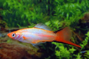 Roosa komeet mõõksaba (Xiphophorus helleri Pink comet) (1 foto / 1)