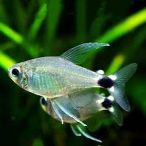 Тетра элахис (Hyphessobrycon elachys) (1 фото из 1)