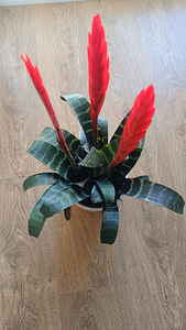 Vriesea (1 foto / 2)