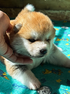 Akita inu kutsikas