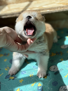 Akita inu kutsikas (2 foto / 7)