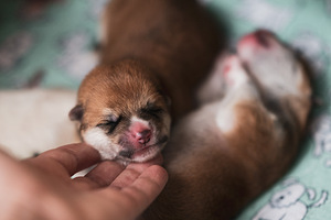 Akita inu kutsikas (4 foto / 7)