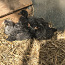 Месячные курочки-цыплята (фото #2)