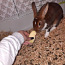 Кролик (фото #5)