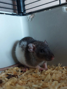 Ma annan rotid (2 foto / 3)