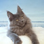 Котята Мейн-кун из Таллиннского профессионального питомника. (фото #1)