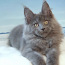 Котята Мейн-кун из Таллиннского профессионального питомника. (фото #2)