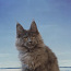 Котята Мейн-кун из Таллиннского профессионального питомника. (фото #3)