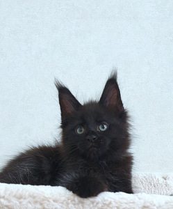 Maine Coon kassipojad Tallinna profesionalne kasvandus. (9 foto / 9)
