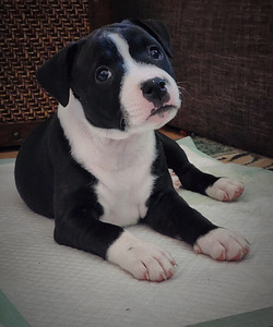 Stafforshire'i bullterjer (staffy) (6 foto / 9)