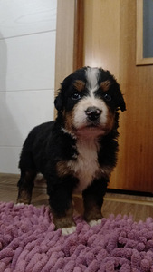 Berni alpi karjakoer (2 foto / 2)