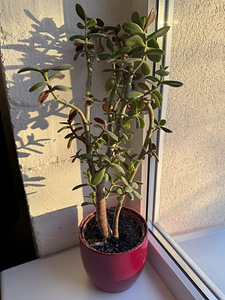 Rahapuu ehk ahvileivapuu ehk portulak-turdleht (1 foto / 2)