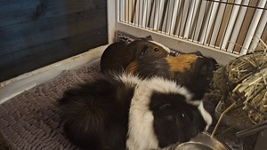 Merisead koos koduga uue pere ootel (1 foto / 10)
