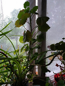 Lill (2 foto / 3)
