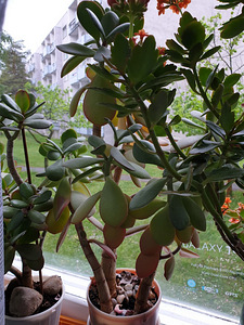 Lill (3 foto / 3)