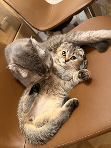 Шотландские котята вислоухие и прямоухие (4 фото из 7)
