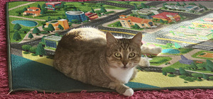 Laste vaip, 100x150 cm