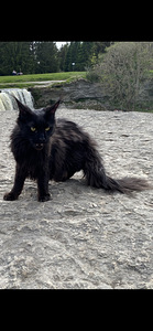 Ma kingin sulle ilusa kassi 😻 (7 foto / 10)