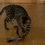 Бенгальский котенок (фото #5)