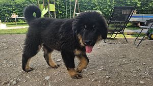 Tiibeti Mastifi kutsikas (5 foto / 6)