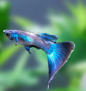 Blue Mocow guppi (1 foto / 1)
