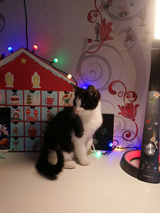 КОТЕНОК (МАЛЬЧИК) (3 фото из 4)
