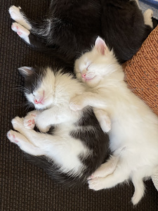 Котята, kiisud (1 фото из 4)