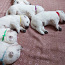 Белые швейцарские овчарки (фото #3)