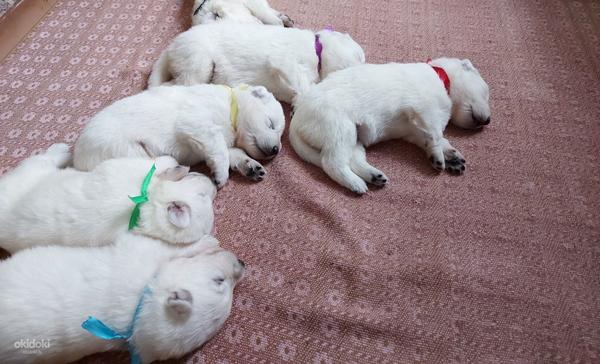Baltie šveices aitu suņi (foto #3)