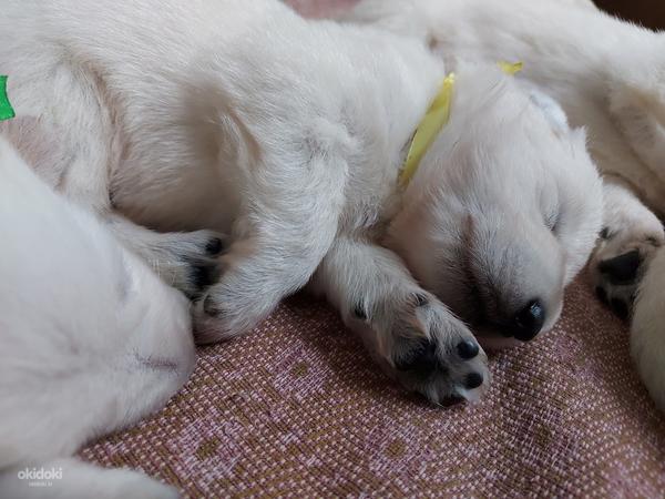 Baltie šveices aitu suņi (foto #4)