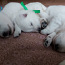 Baltie šveices aitu suņi (foto #5)