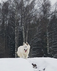 Valge šveitsi lambakoer (5 foto / 7)